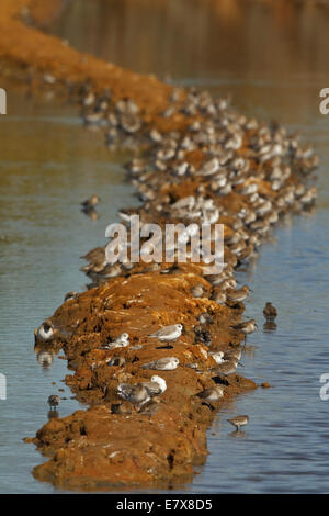 Bande de bécasseau variable, le Bécasseau sanderling et Courlis Banque D'Images