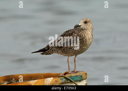 Moindre Goéland marin (Larus fuscus), juvénile, 1 cy Banque D'Images