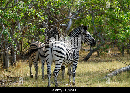 Le zèbre de Burchell sauvages dans le parc national de l'Afrique, une belle vue de safari. Black & White Stripes confondre leur proie Banque D'Images