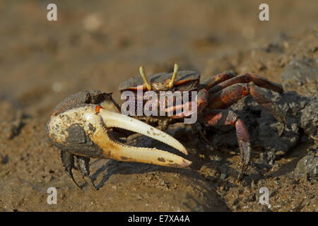 Crabe violoniste européenne (Uca tangeri), homme, Cypodidae Banque D'Images