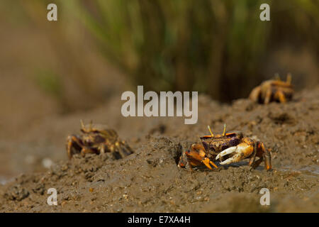 Crabe violoniste européenne (Uca tangeri), hommes et femmes, Cypodidae Banque D'Images