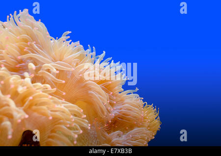 Les anémones blanches avec la pointe Rose sur fond bleu, organisme de la mer Banque D'Images