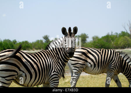 Wild Burchell zèbre dans le parc national de l'Afrique, belle vue de safari. Remarque La lumière une bande marron en entre chaque gros noir Banque D'Images