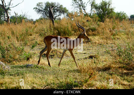 Magnifique spécimen d'un Impala mâle antilope ram, cornes et spirale long manteau deux tons Banque D'Images