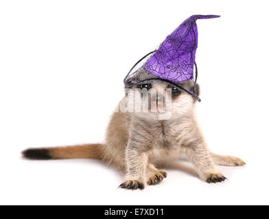 Meerkat avec les sorcières halloween chapeau dentelle Banque D'Images