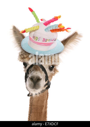 Alpaca portant un chapeau d'anniversaire décoration Banque D'Images