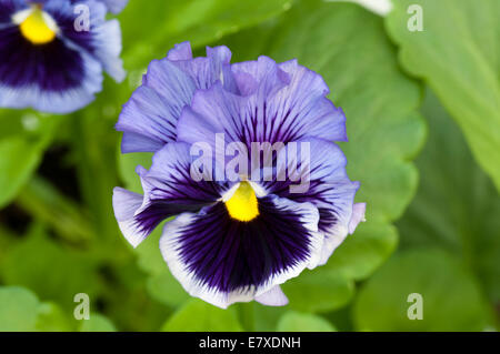 Blue Pansy Frizzle Sizzle Banque D'Images