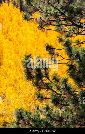 Close-up of Pinus ponderosa, le pin ponderosa, Bull, pin pin blackjack,ou les aiguilles de pin jaune de l'ouest et le tremble feuillage d'automne Banque D'Images