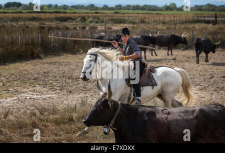 Un jeune français sur Guardian house, Camargue, France Banque D'Images