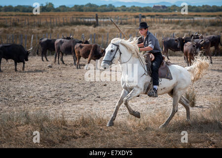 Une jeune Française Guardianson sur cheval, Camargue, France Banque D'Images