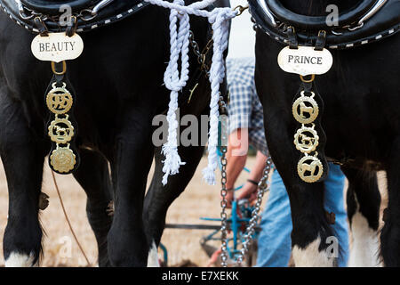 East Stoke, Nottinghamshire, Angleterre. 25 Septembre, 2014. Le labour à cheval des équipes de l'Flintham et District de labour. Il y a 2 classes pour les concurrents d'entrer : High Cut et sillon unique Digger le labour. Il y a aussi une catégorie pour les chevaux pour le meilleur couple de chevaux s'est avéré la meilleure paire et décorées. © penny fillingham/Alamy Live News Crédit : penny fillingham/Alamy Live News Banque D'Images