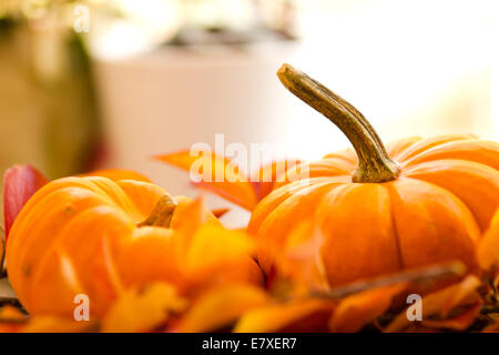 Citrouilles bébé sur un lit de feuilles d'Automne avec un fond blanc Banque D'Images