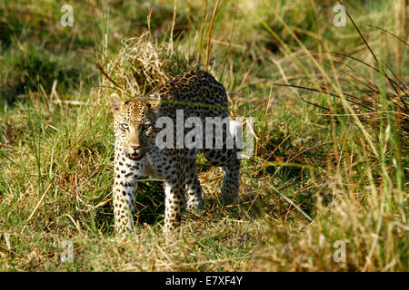 Big Beautiful African leopard harcèlement criminel dans l'herbe longue, l'un des cinq grands Banque D'Images