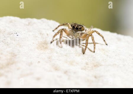 La Salticus scenicus araignée sauteuse, Banque D'Images