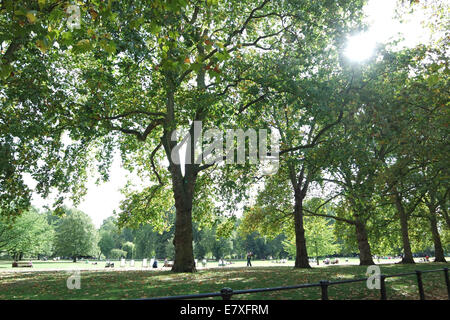 Les premières feuilles d'automne sur le sol d'un chemin dans un parc de Londres à la recherche en haut le soleil à travers les feuilles des arbres Banque D'Images