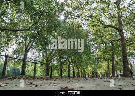 Les premières feuilles d'automne sur le sol d'un chemin dans un parc de Londres à la recherche en haut le soleil à travers les feuilles des arbres Banque D'Images