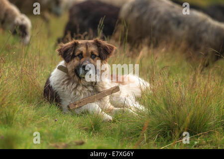 Chien de berger brun close up Banque D'Images