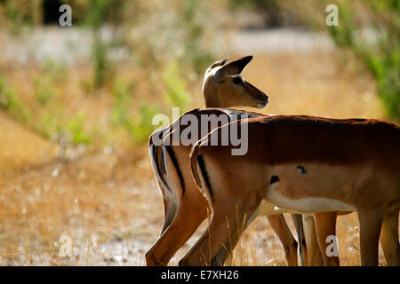 Antilope Impala, une très jolie espèce dainty, ils sont la proie principale en Afrique. trois arrières et une tête Banque D'Images