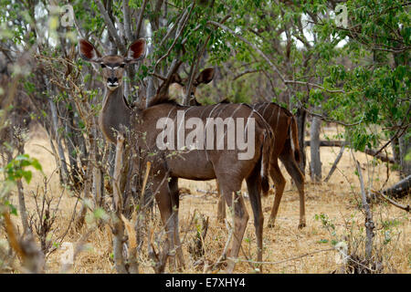 Grand Koudou sauvage d'Afrique antilope femelle, toujours caché dans le veld bush très timide belles créatures Banque D'Images