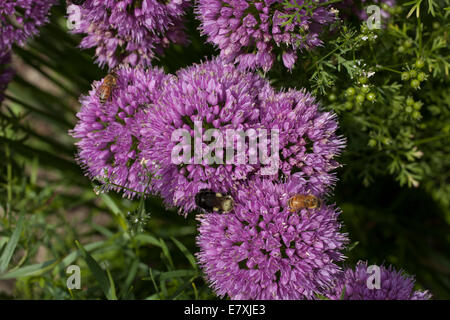 La coriandre et la ciboulette en fleurs sont visitées par les abeilles et les bourdons. Banque D'Images