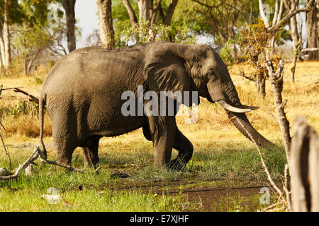 L'éléphant, le plus grand mammifère terrestre de marcher en terrain marécageux pieds dans l'eau nourrir Banque D'Images