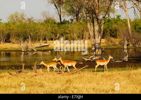 Troupeau d'antilopes Impala, une très jolie espèce dainty, ils sont pour le jeu des grands prédateurs de l'Afrique Banque D'Images