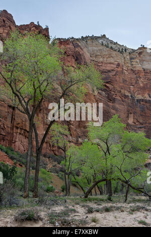 Peupliers au printemps près de la rivière vierge, Zion National Park, Utah Banque D'Images