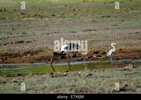 Birdlife Afrique, la belle Saddle-billed stork un imposant l'alimentation d'oiseaux dans le Delta de l'Okavango avec un héron cendré walking Banque D'Images