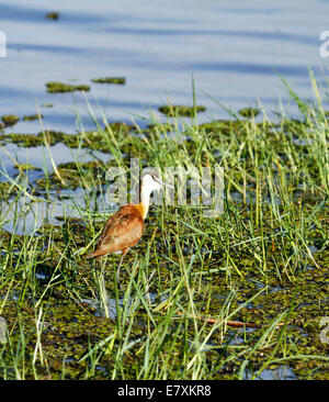 Birdlife Afrique Jacana, autrement connu comme un lis Trotter parce qu'ils semblent marcher sur l'eau alors qu'ils traversent la lily pads Banque D'Images