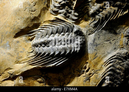 Selenopeltis ( Dalle grès avec des fossiles de trilobites du Maroc est de 450 ans) à l'Oxford University Museum Banque D'Images