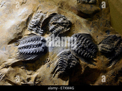 Selenopeltis ( Dalle grès avec des fossiles de trilobites du Maroc est de 450 ans) à l'Oxford University Museum Banque D'Images