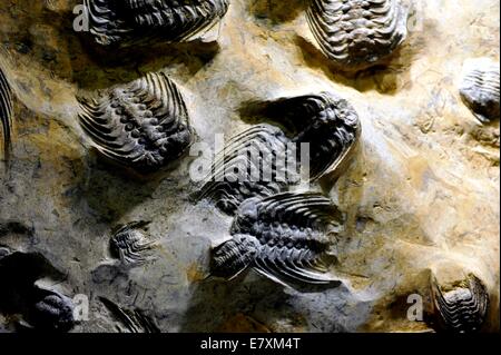 Selenopeltis ( Dalle grès avec des fossiles de trilobites du Maroc est de 450 ans) à l'Oxford University Museum Banque D'Images