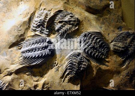 Selenopeltis ( Dalle grès avec des fossiles de trilobites du Maroc est de 450 ans) à l'Oxford University Museum Banque D'Images