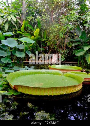 L'Université d'Oxford Botanic Garden est le plus ancien jardin botanique en Grande-Bretagne. Ses plus 375 ans. Le victora cruzian Banque D'Images