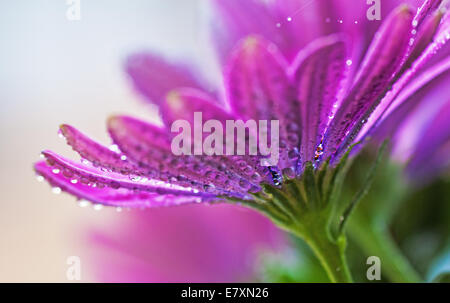 Osteospermum violet fleur avec gouttes de pluie sur les pétales Banque D'Images