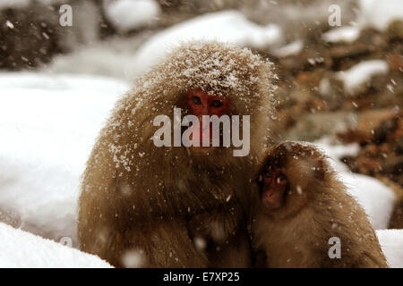 Macaque japonais piaillent pour plus de chaleur dans la préfecture de Nagano au Japon Banque D'Images