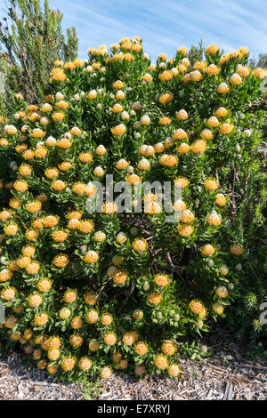 Bush Protea avec inflorescences, conocarpodendron (Leucospermum x glabrum) 'Arbre Pincushion', jardin botanique de Kirstenbosch, C Banque D'Images