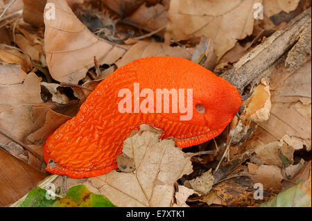 Grande Limace Rouge (Arion rufus) se nourrissant de champignon, Rhénanie du Nord-Westphalie, Allemagne Banque D'Images