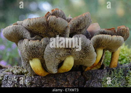 Touffe Hypholoma capnoides (conifères), de l'Ems, Basse-Saxe, Allemagne Banque D'Images