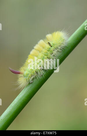 (Calliteara pudibunda Tussock pâle), Caterpillar, de l'Ems, Basse-Saxe, Allemagne Banque D'Images