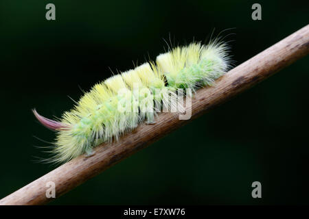 (Calliteara pudibunda Tussock pâle), Caterpillar, de l'Ems, Basse-Saxe, Allemagne Banque D'Images