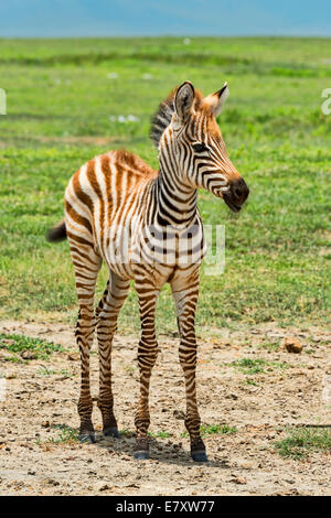 Zebra foal, Zebra (Equus quagga), le cratère du Ngorongoro, en Tanzanie Banque D'Images