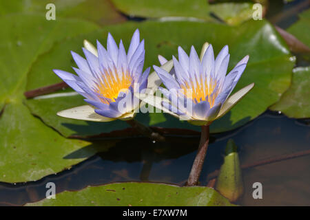 Blue Water Lilies égyptien ou sacrée Lys Bleu (Nymphaea caerulea), le parc national de South Luangwa, Vallée du Luangwa, en Zambie Banque D'Images