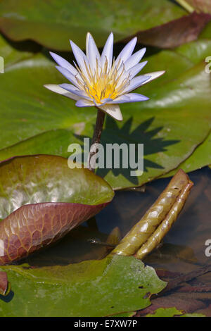 Blue Water Lily égyptien ou sacrée Lily bleu (Nymphaea caerulea), le parc national de South Luangwa, Vallée du Luangwa, en Zambie Banque D'Images