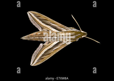 Vine Hawk-Moth ou Argent-Hawk-Moth Hippotion celerio (rayé), la région d'Oromia, en Éthiopie Banque D'Images