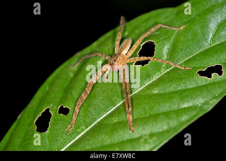 Araignée Cupiennius errance tropicaux (bimaculatus), la Réserve de Tambopata, région de Madre de Dios, Pérou Banque D'Images