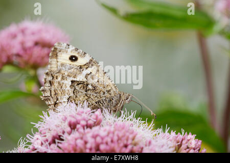 Semele Clotilde, l'ombre d'alimentation papillon sur le chanvre Aigremoine, Pays de Galles, Royaume-Uni. Banque D'Images