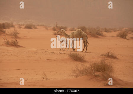Un adulte avec un veau camel marche dans le Wadi Rum connu aussi sous le nom de la vallée de la lune, dans le sud de la Jordanie Banque D'Images