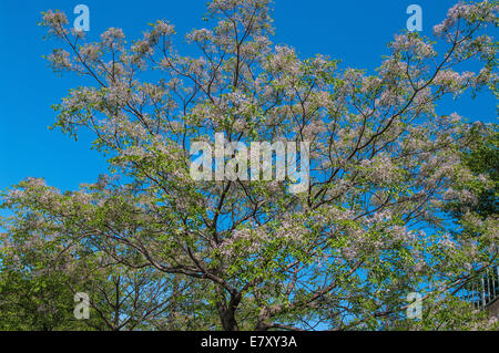 Arbres et le ciel Banque D'Images