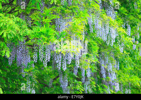 Glycine japonaise Banque D'Images